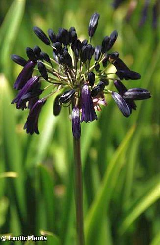 Agapanthus inapertus lirio africano semillas