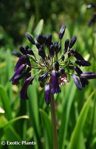 Agapanthus inapertus lirio africano semillas