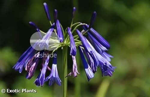 Agapanthus inapertus hollandii Lydenburg Schmucklilie Samen