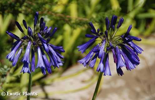 Agapanthus inapertus hollandii Lydenburg  semi