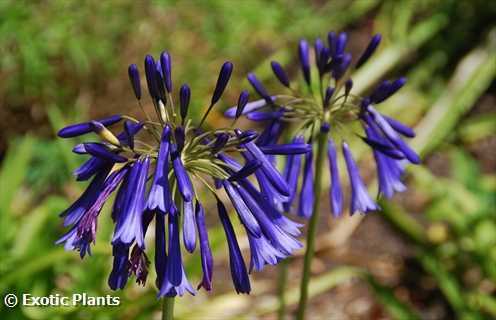 Agapanthus inapertus hollandii Lydenburg  semi