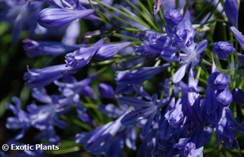 Agapanthus praecox  semi