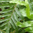 Aglaomorpha coronans, foug�re