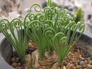 Albuca spiralis Albuca Frizzle Sizzle - syn: Albuca namaquensis graines