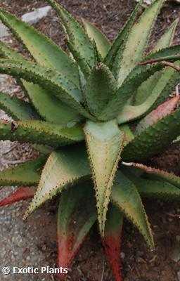 Aloe aculeata succulento semillas