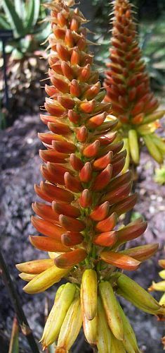 Aloe cryptopoda sinónimo: Aloe wickensii semillas