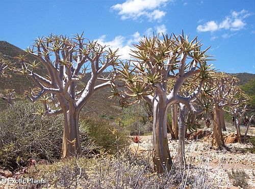 Aloe dichotoma Quiver tree – kokerboom semi