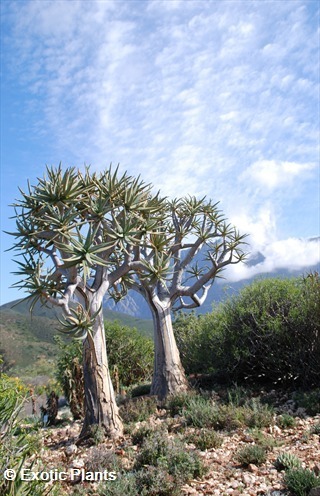 Aloe dichotoma árbol carcaj semillas