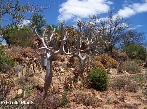 Aloe dichotoma Köcherbaum Samen