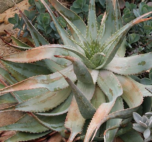Aloe hereroensis  semi