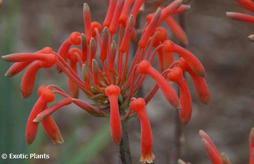 Aloe maculata  semi