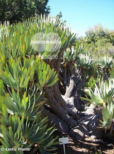 Aloe plicatilis  semillas