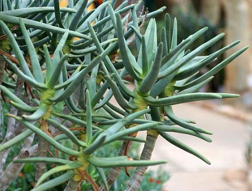 Aloe ramosissima sinónimo: Aloe dichotoma var. ramosissima semillas