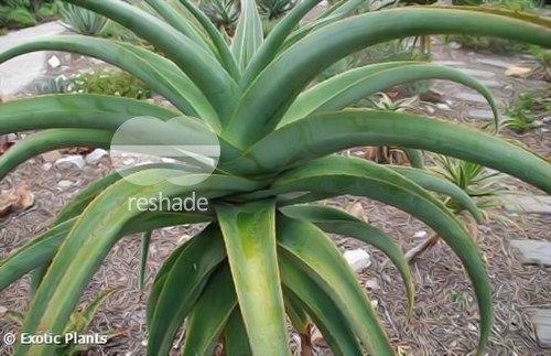 Aloe suprafoliata succulento semillas