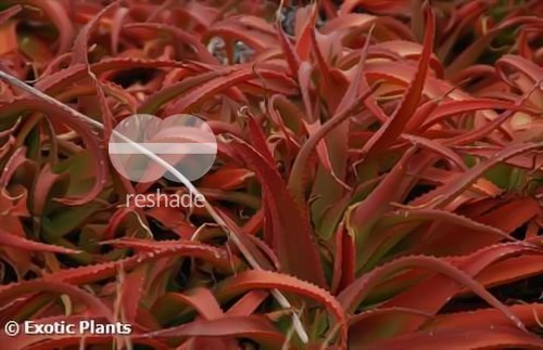 Aloe vanbalenii  semillas