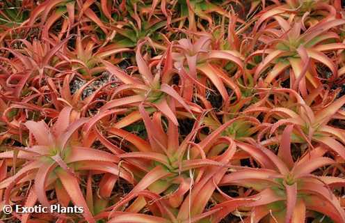 Aloe vanbalenii  semi