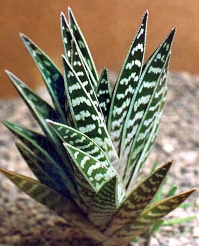 Aloe variegata tiger aloe semi