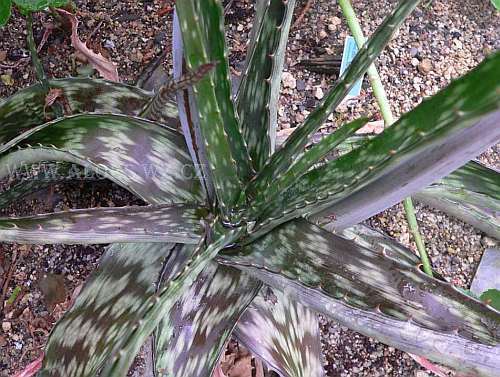 Aloe zebrina  semillas