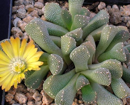 Aloinopsis luckhoffii sinonimo:Nananthus luckhoffii,Titanopsis luckhoffii, Aloinopsis villetii, Nananthus villetii, Aloino semi