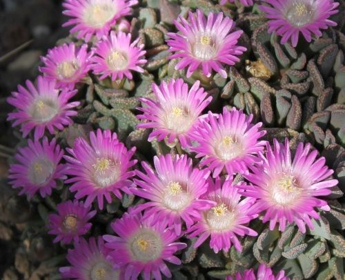 Aloinopsis spathulata sinónimo:Nananthus spathulatus, Titanopsis spathulata, Nananthus crassipes, Titanopsis crassipes, Al semillas