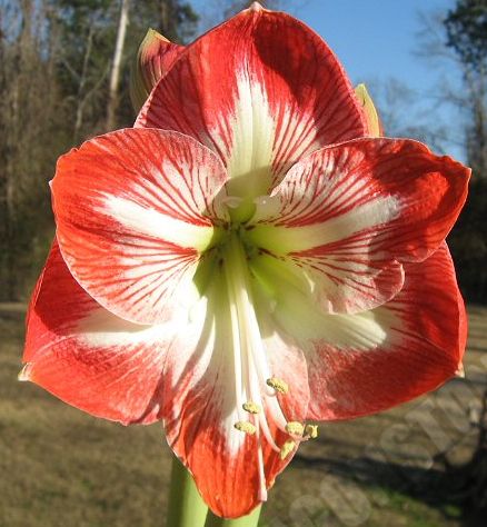Amaryllis red outside white centre  semi