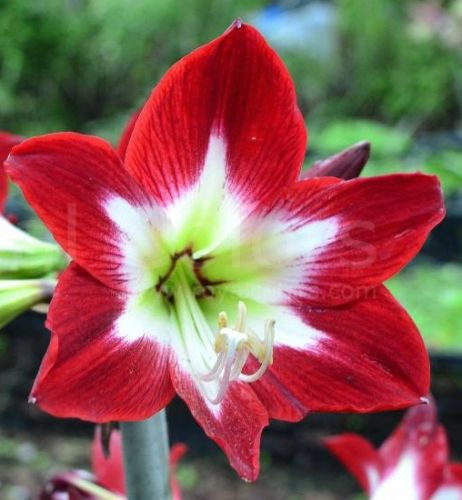 Amaryllis red with greenish centre Hippeastrum rouge centre verdâtre graines