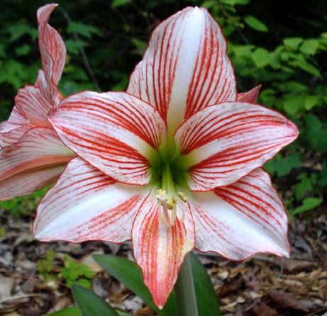 Amaryllis white with red stripes Hippeastrum blanc rayures rouges graines