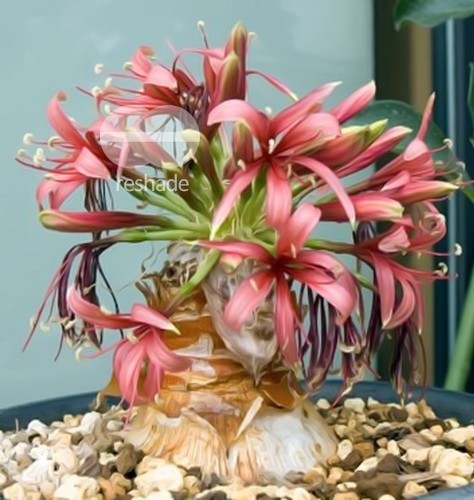 Ammocharis coranica Karoo Lily  graines