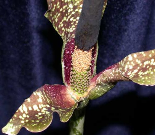 Amorphophallus kiusianus  semillas