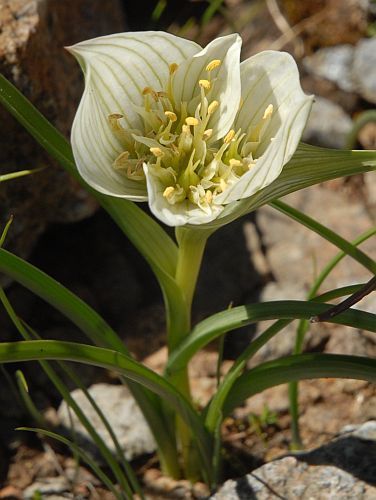 Androcymbium austrocapense sinonimo: Colchicum austrocapense semi