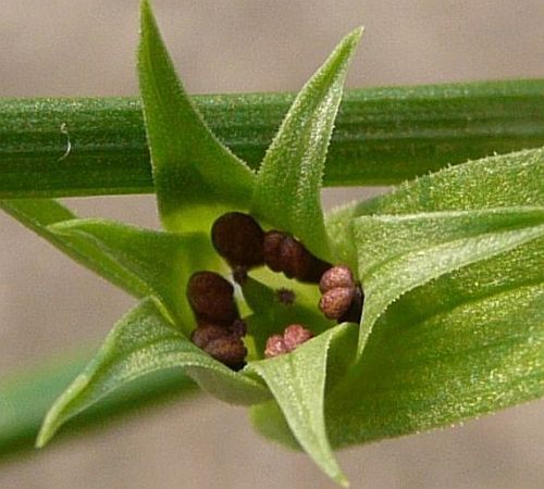 Androcymbium dregei sinónimo: Colchicum dregei semillas