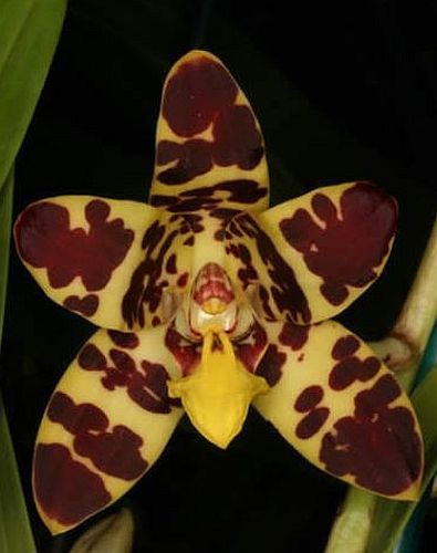 Ansellia africana Leopard Orchidee Samen