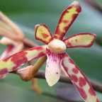 Arachnis labrosa, orchid�e