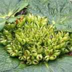 Arctopus dregei Arctopus seeds