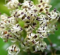Arctopus echinatus pianta medicinale semi