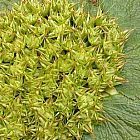 Arctopus echinatus Arctopus seeds