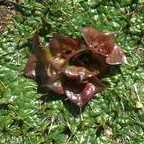 Arctopus monacanthus Arctopus seeds