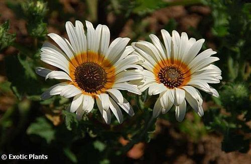 Arctotis venusta Marguerite africaine graines