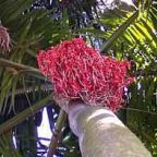 Areca catechu, Le Palmier B�tel