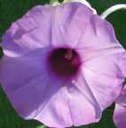 Argyreia nervosa, liane d argent - rose des bois 