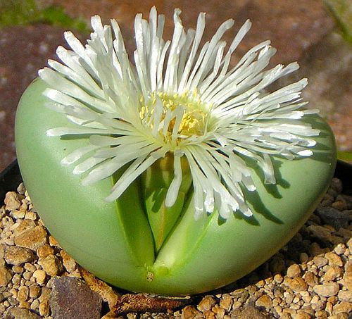 Argyroderma delaetii flor de acero plateado semillas