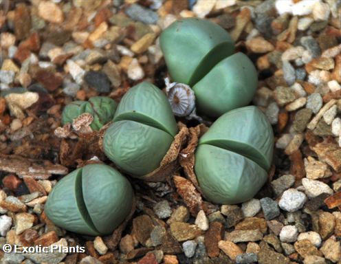 Argyroderma pearsonii lebender Stein Samen