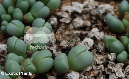 Argyroderma subalbum Семена Argyroderma subalbum Семена