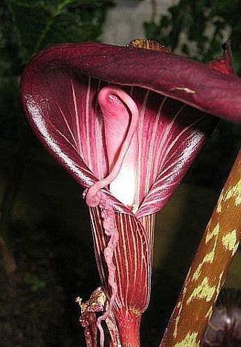 Arisaema speciosum cobra Lily semillas