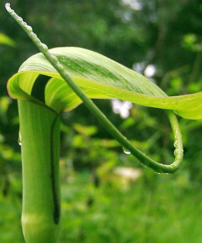 Arisaema tortuosum Whipcord cobra Lily semillas