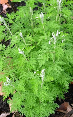 Artemisia afra Absinthe africaine - Lanyana graines