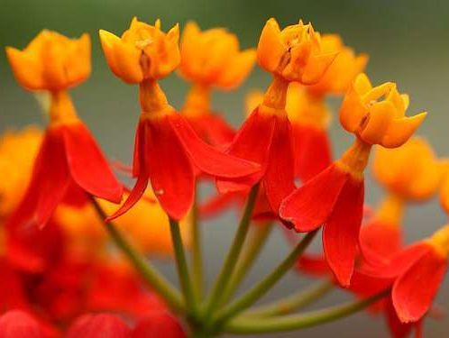 Asclepias curassavica  semillas