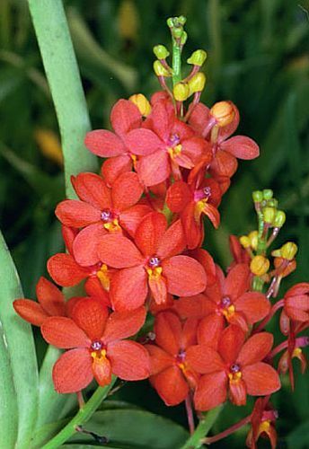 Ascocentrum curvifolium Orchideen Samen