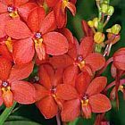 Ascocentrum curvifolium, orchid�es