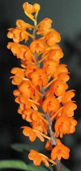 Ascocentrum miniatum orquídea semillas